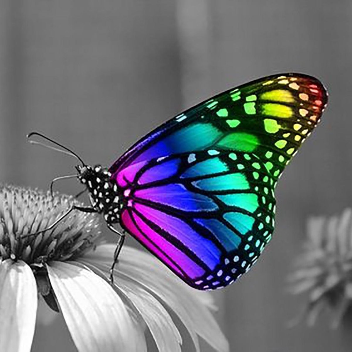 DP® Diamond Painting Colorfull Butterfly 40 x 40 cm - volledige bedekking - vierkante steentjes - Kwaliteitsproduct!