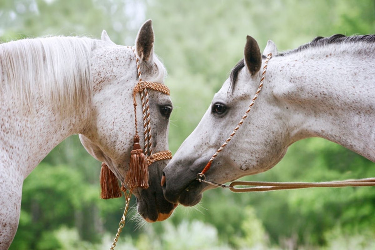 Diamond Painting Twee witte paarden - 40 x 60 cm FULL (vierkante steentjes) EIGEN PRODUCTIE!