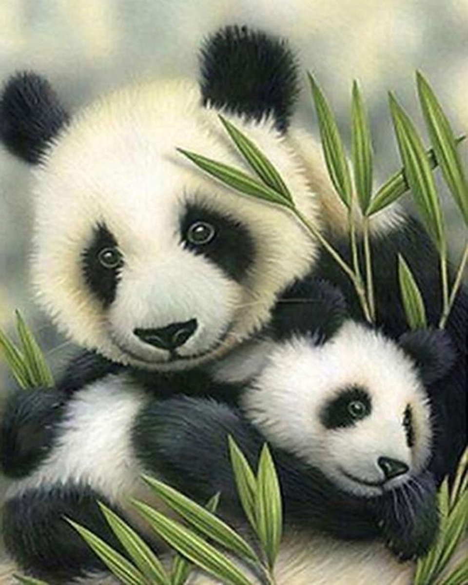 Delki® Panda Beren Schilderen Op Nummer Volwassenen - 40x50 cm - Houten Penselen - Met Frame