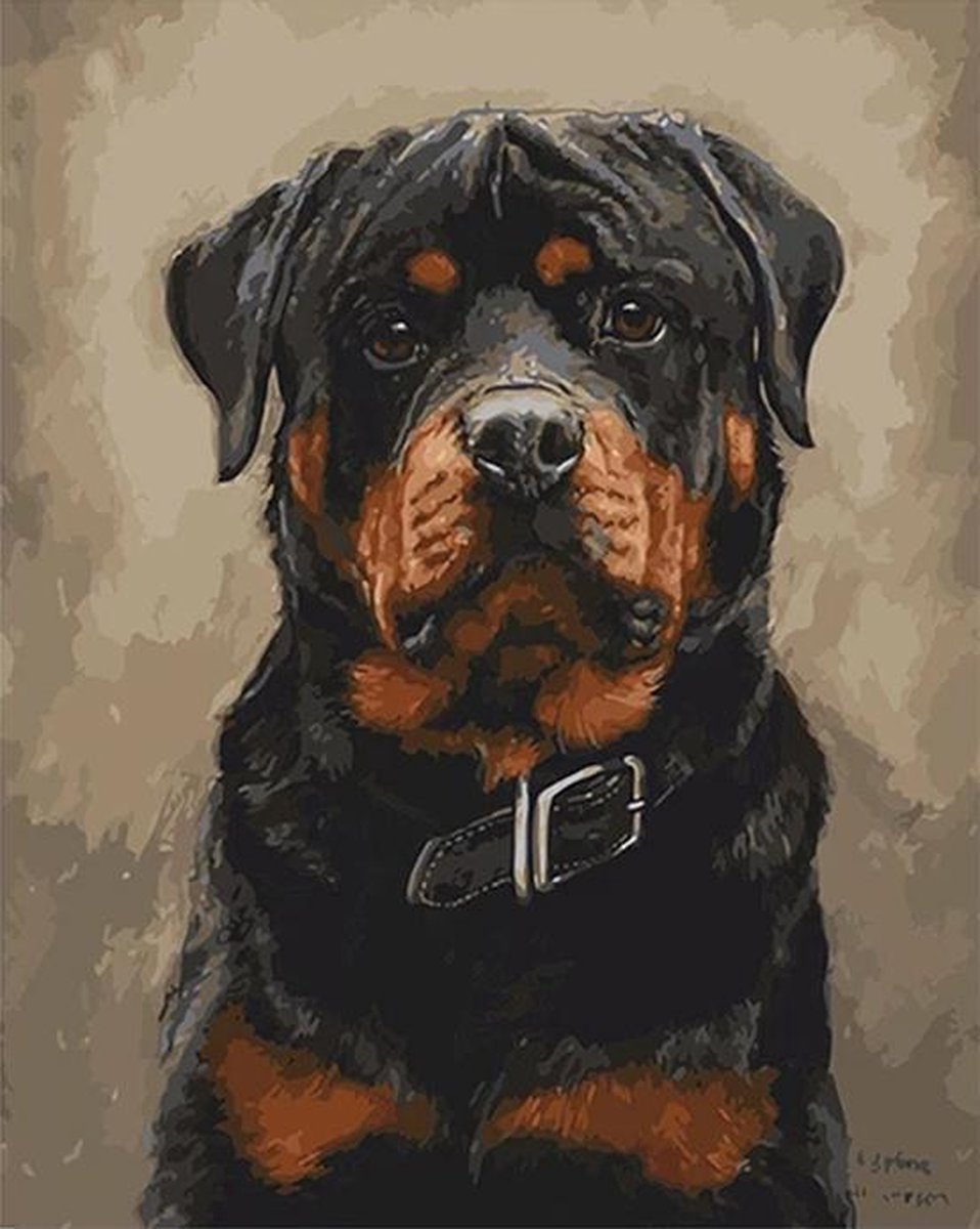 Delki® Rottweiler Schilderen Op Nummer Volwassenen - 40x50 cm - Houten Penselen - Met Frame