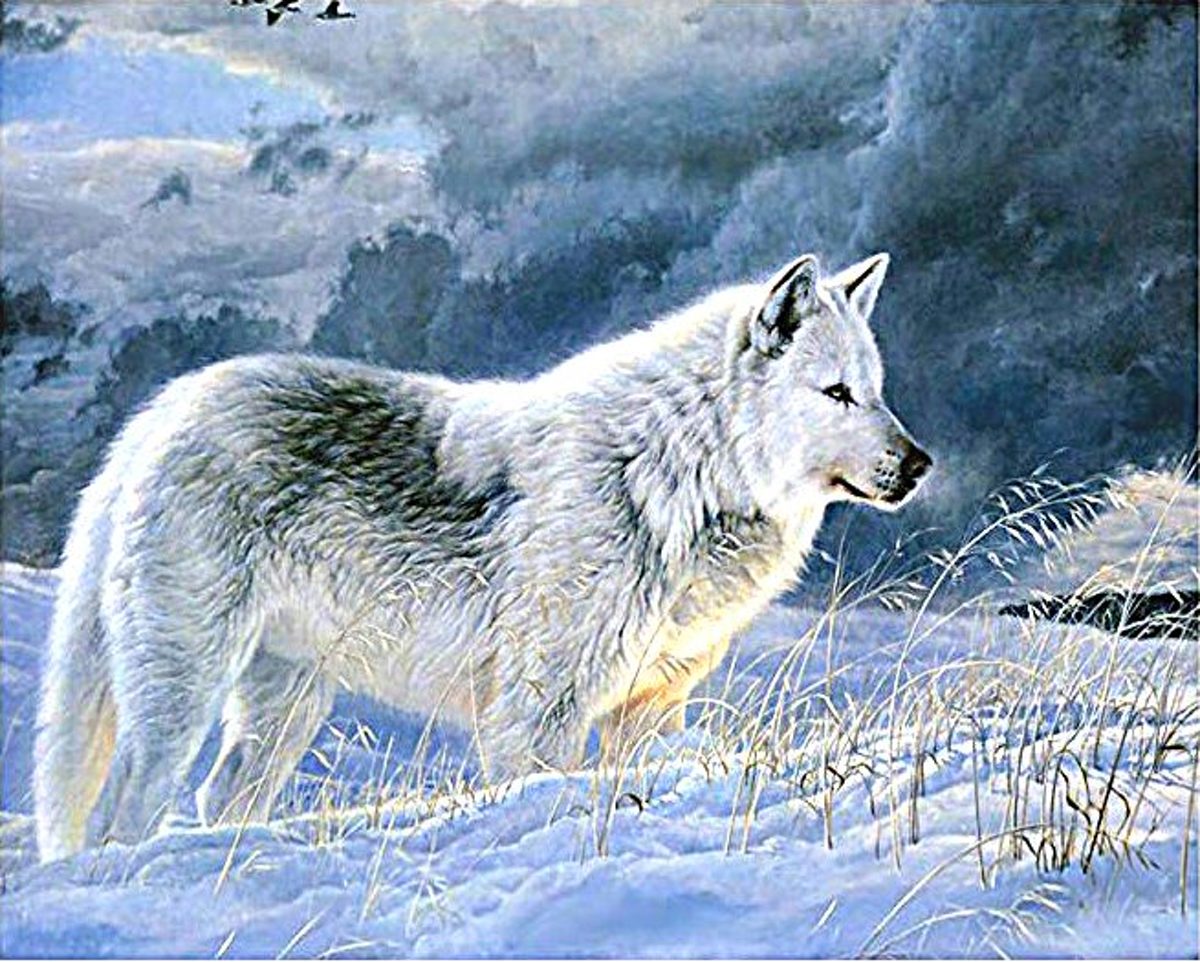 Diamond Wereld - Diamond Painting - Wolf in de sneeuw – 35*45 CM - Diamond Painting Pakket Volwassenen - Diamond Painting Pakket Volledig - Diamond Painting Accesiores - Diamond Painting Hobby – 35*45CM