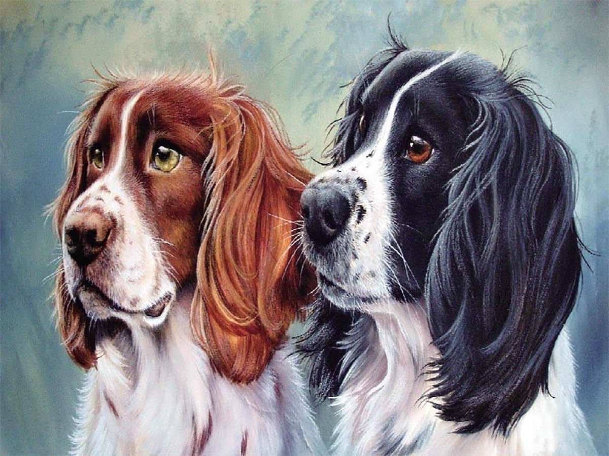 Schilderen op Nummer - Honden / Spaniëls - Painting by Numbers - 40x30 cm - Complete Set - Dielay