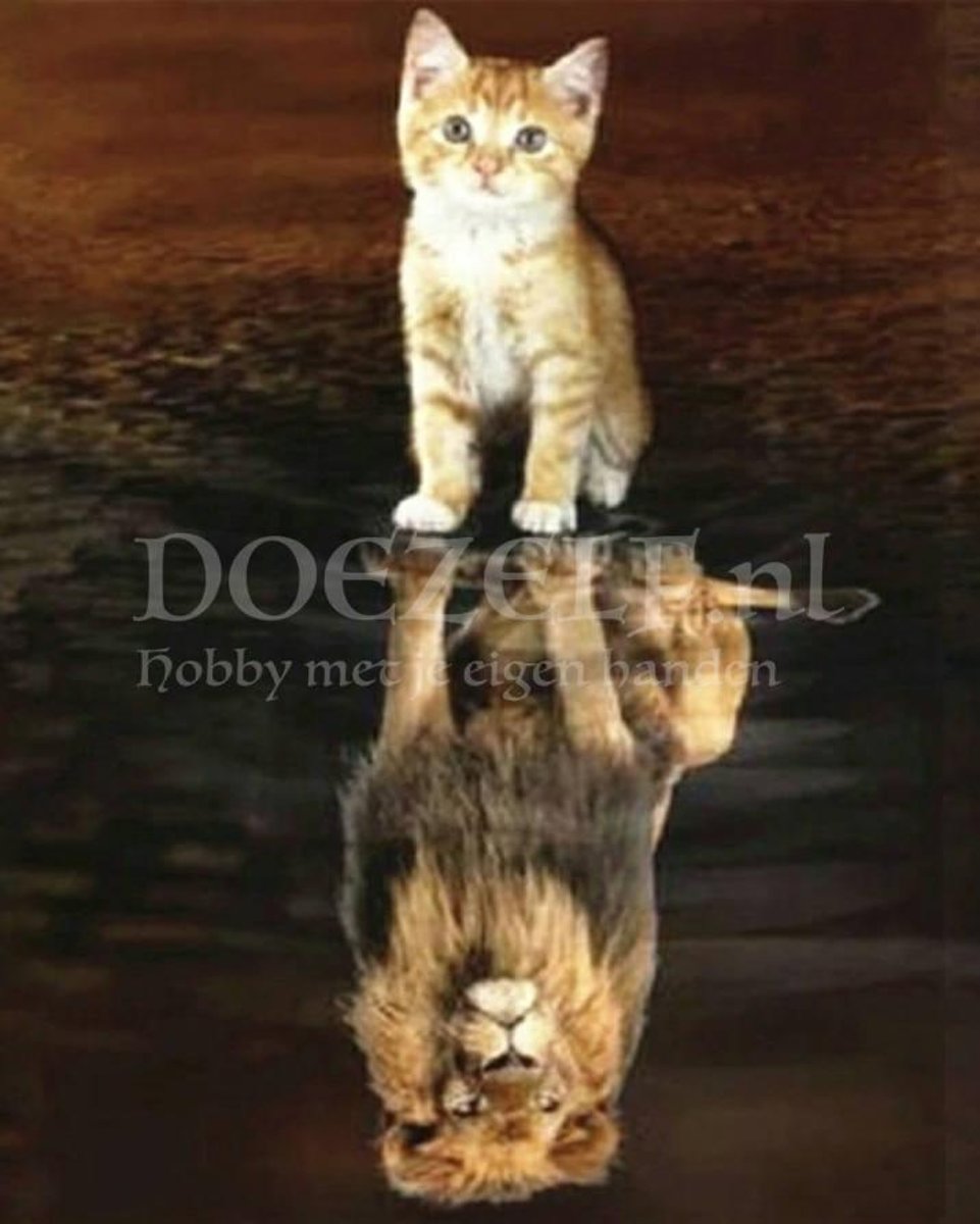 Diamond Painting Kater met leeuw spiegelbeeld 30x40cm. (Volledige bedekking - Ronde steentjes) diamondpainting inclusief tools