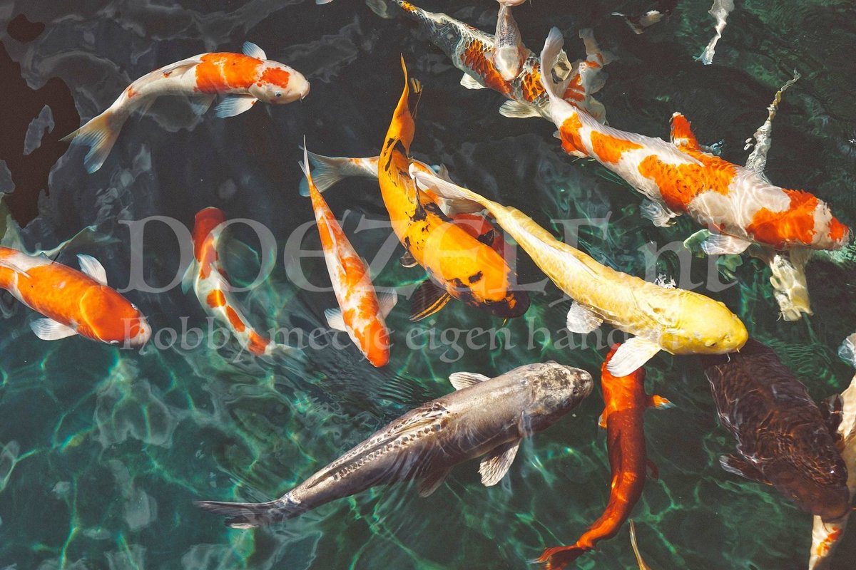 Diamond Painting Koi Karpers 50x75cm. (Volledige bedekking - Vierkante steentjes) diamondpainting inclusief tools