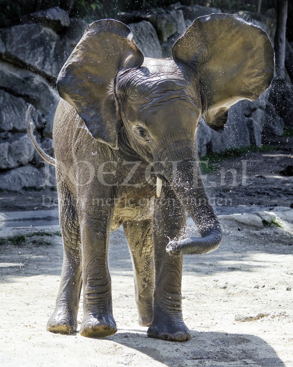 Diamond Painting Spetterende baby olifant 30x40cm. (Volledige bedekking - Ronde steentjes) diamondpainting inclusief tools