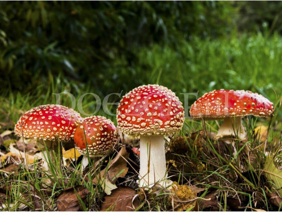 Diamond Painting Vliegenzwammen, paddenstoelen 30x40cm. (Volledige bedekking - Ronde steentjes) diamondpainting inclusief tools