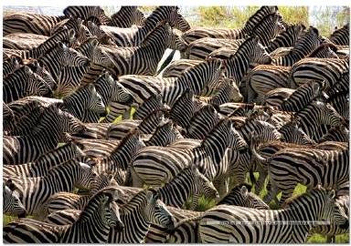 Educa Puzzel 500 Stuks zebras