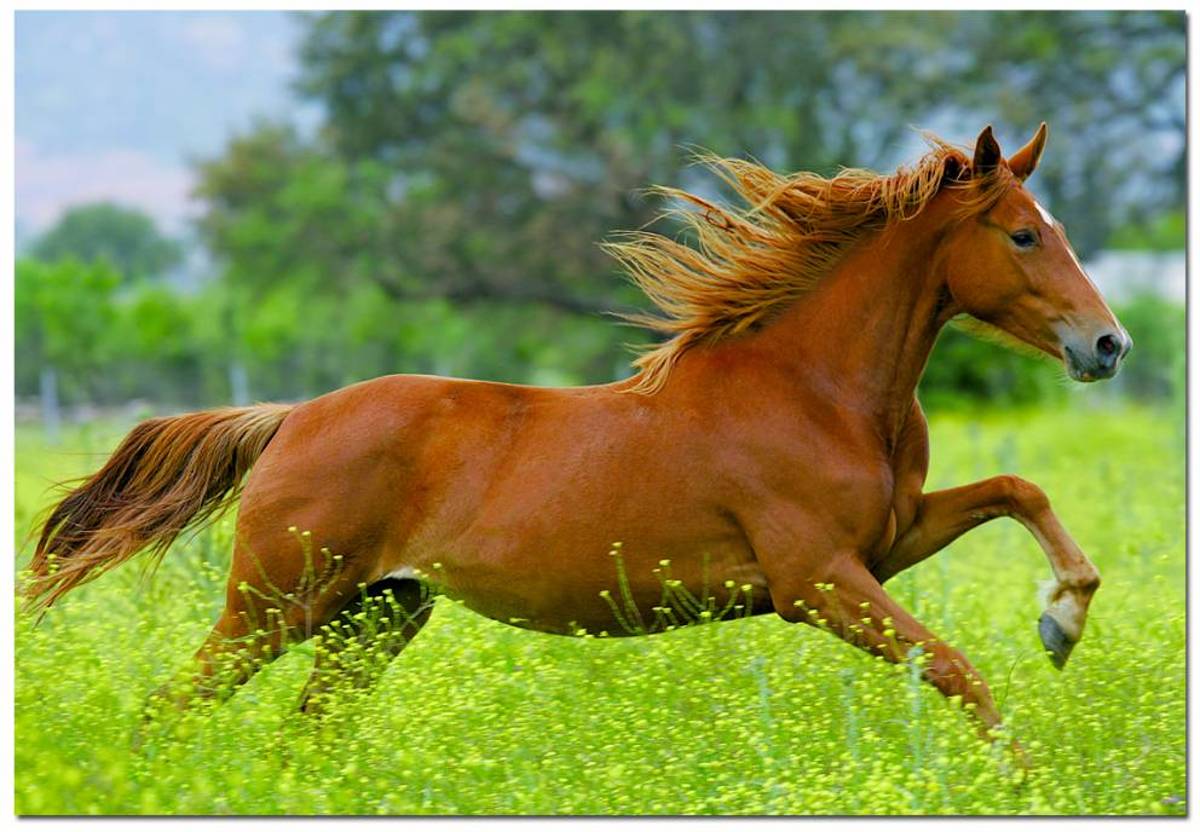 Paard in galop - 1000 stukjes