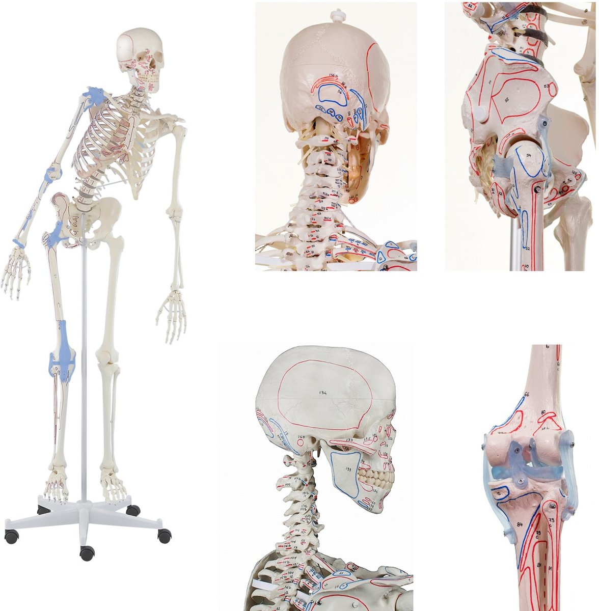 Het menselijk lichaam - anatomisch model menselijk skelet met origo en insertie van spieren en ligamenten, flexibel, 176 cm