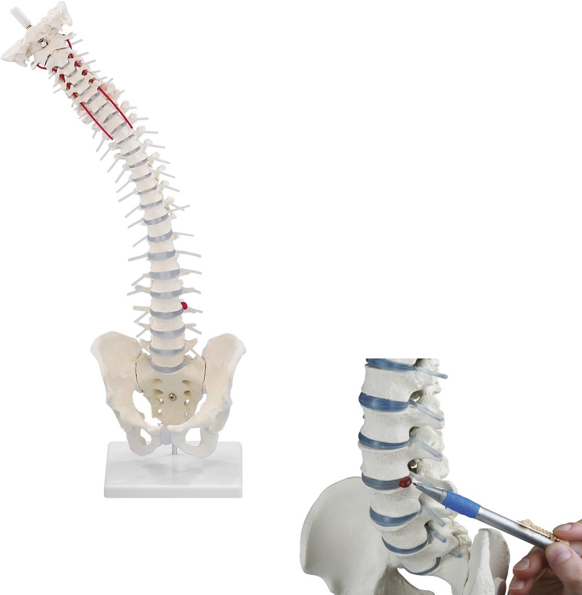 Het menselijk lichaam - anatomisch model wervelkolom, 80 cm