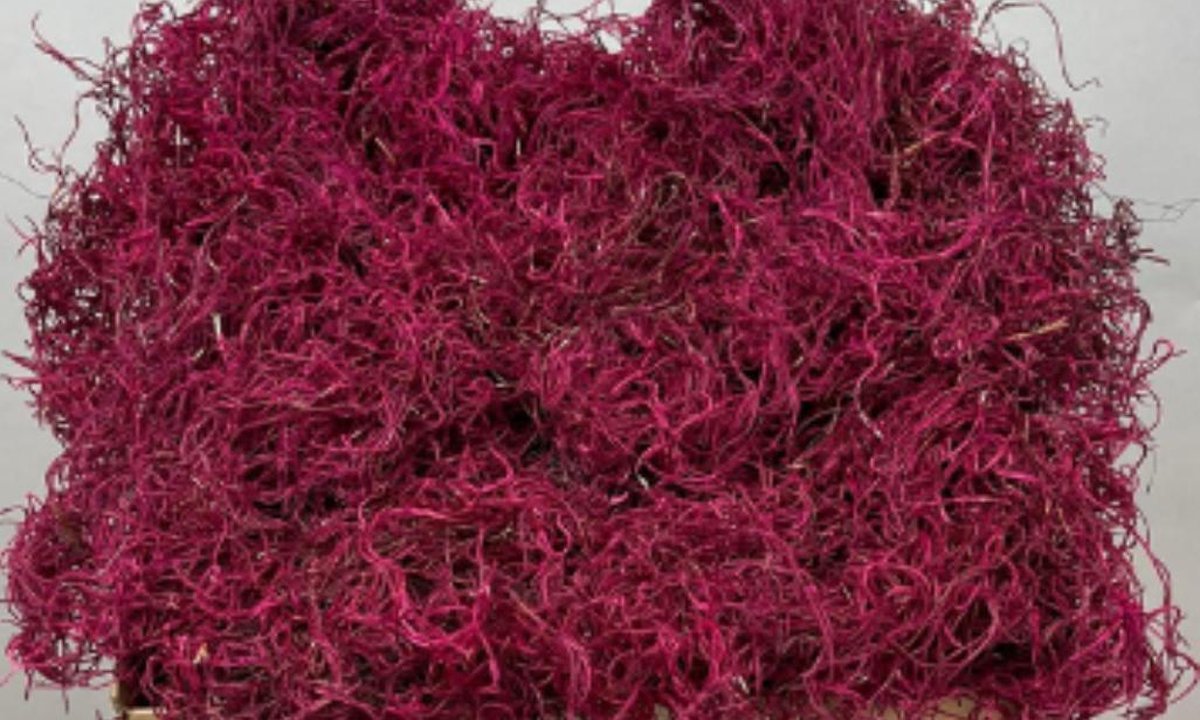 Spaans mos Tillandsia - bordeaux rood - goed voor 60x60cm