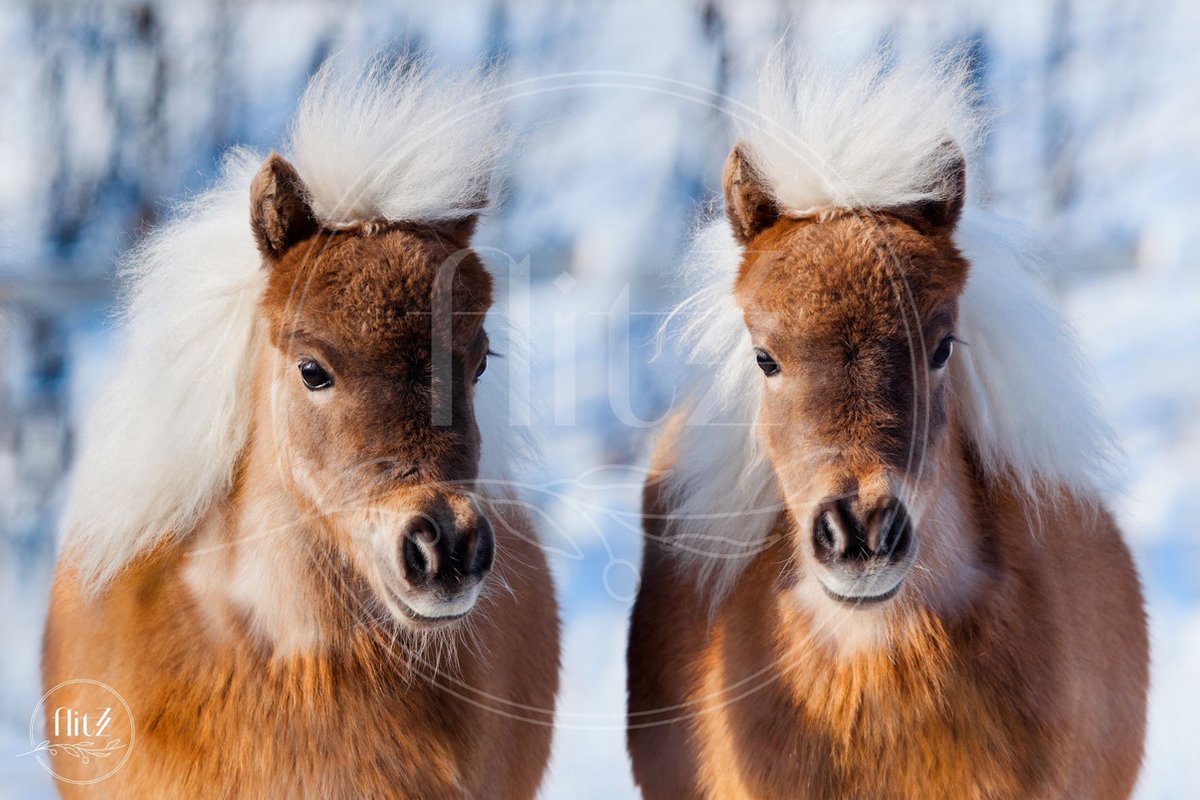 100% Nederlandse Productie! │ Diamond Painting │ Pony’s in de Sneeuw │ Formaat 120 x 80 cm │ Diamond Painting Pakket Volwassen │ Volledige bedekking │ Vierkant │ Full │ Flitzz Diamond Painting