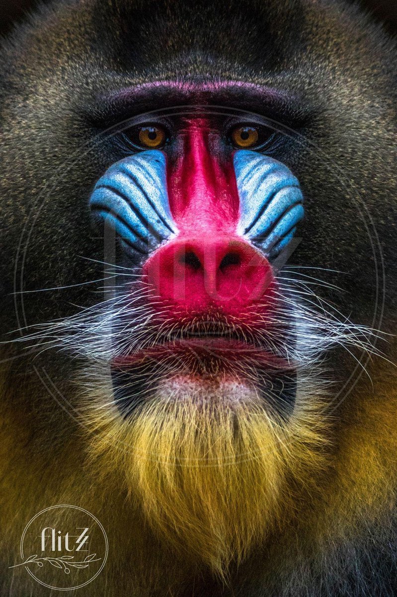 Volledige Nederlandse Productie! │ Diamond Painting │ Mandrill Aap Close-Up │ Formaat 40 x 60 cm │ Diamond Painting Pakket Volwassen │ Volledige bedekking │ Vierkant │ Full │ Flitzz Diamond Painting