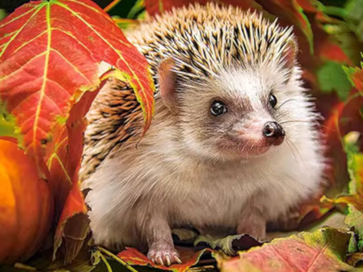 Diamond painting Egel herfstbladeren 30x40cm vierkante steentjes