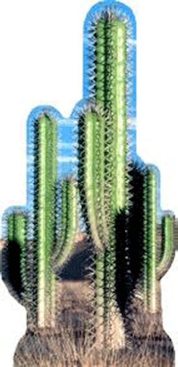 Groot decoratie bord cactus