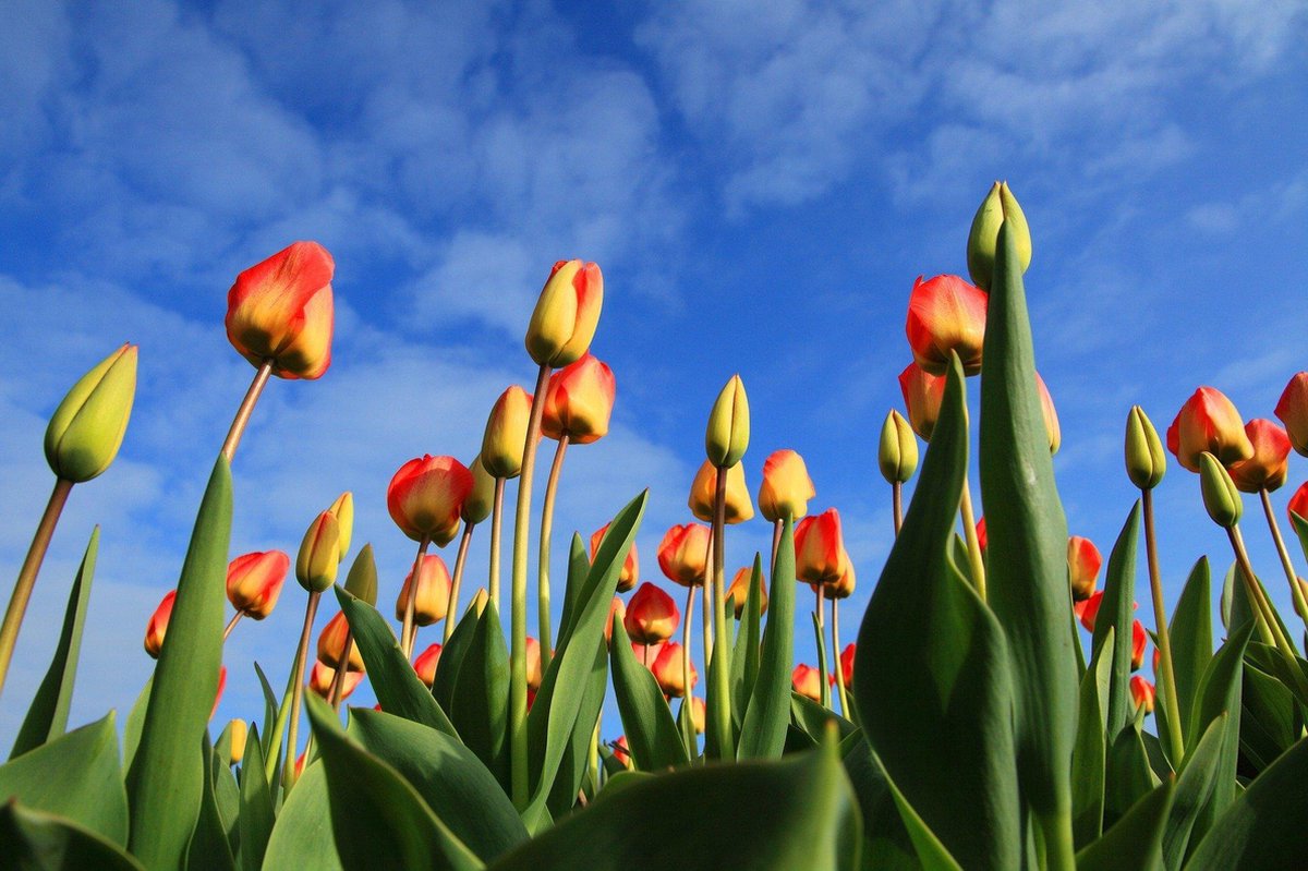 Diamond Painting Volwassenen – Tulpen - Bloemen - Volledige Bedekking – Vierkante steentjes - Hobby Pakket – 40x30 cm