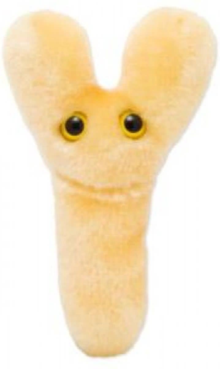 Bifido (Bifidobacterium longum)