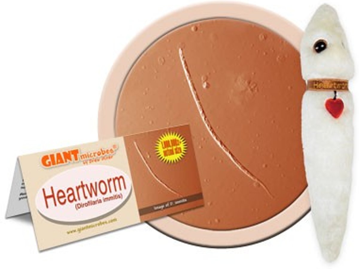 Heartworm