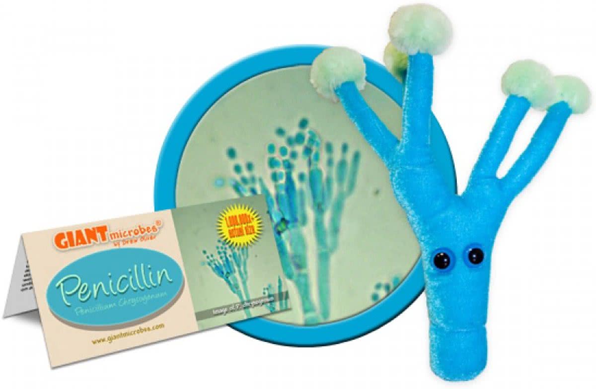 Penicillin (Penicillium Chrysogenum)