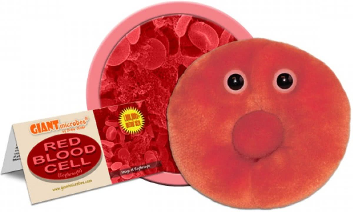 Red Blood Cell (Erythrocyte)