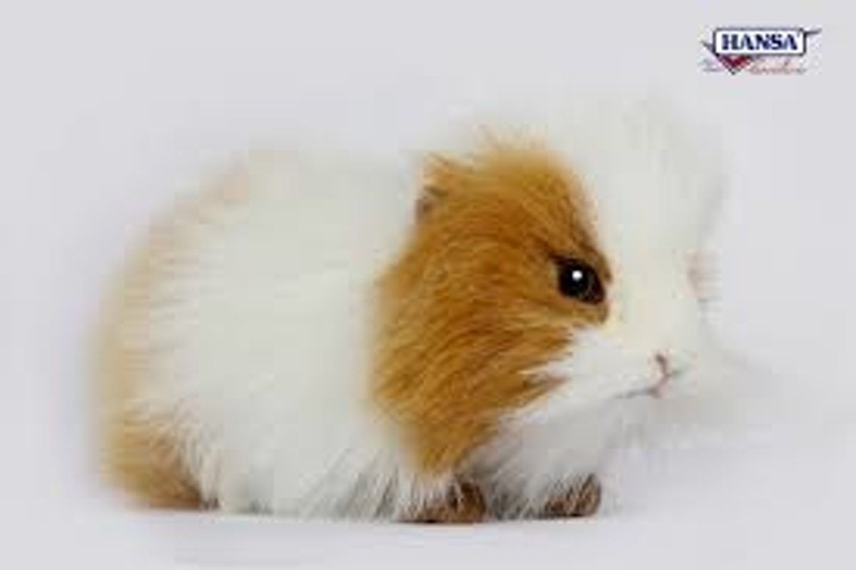 Cavia Knuffel, Hansa