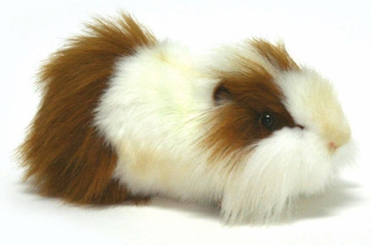 Hansa Cavia 30 cm.