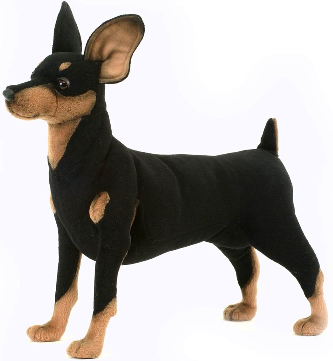 Hansa Pinscher hond 43 cm. 3877