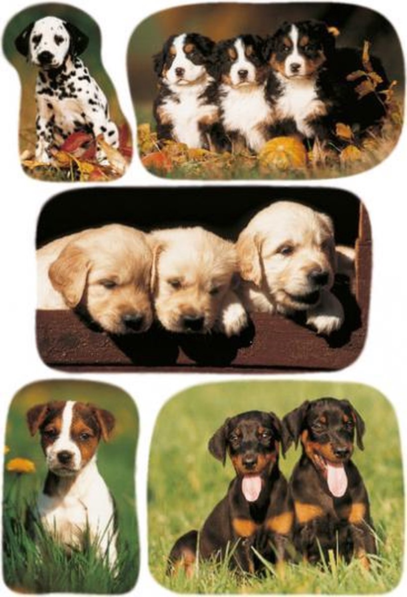 etiketten puppys junior 16 x 9 cm papier 3 vellen