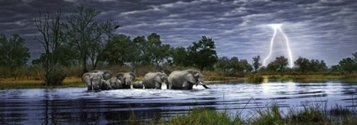 Heye Puzzel - Herd of Elephants, Edition Humboldt