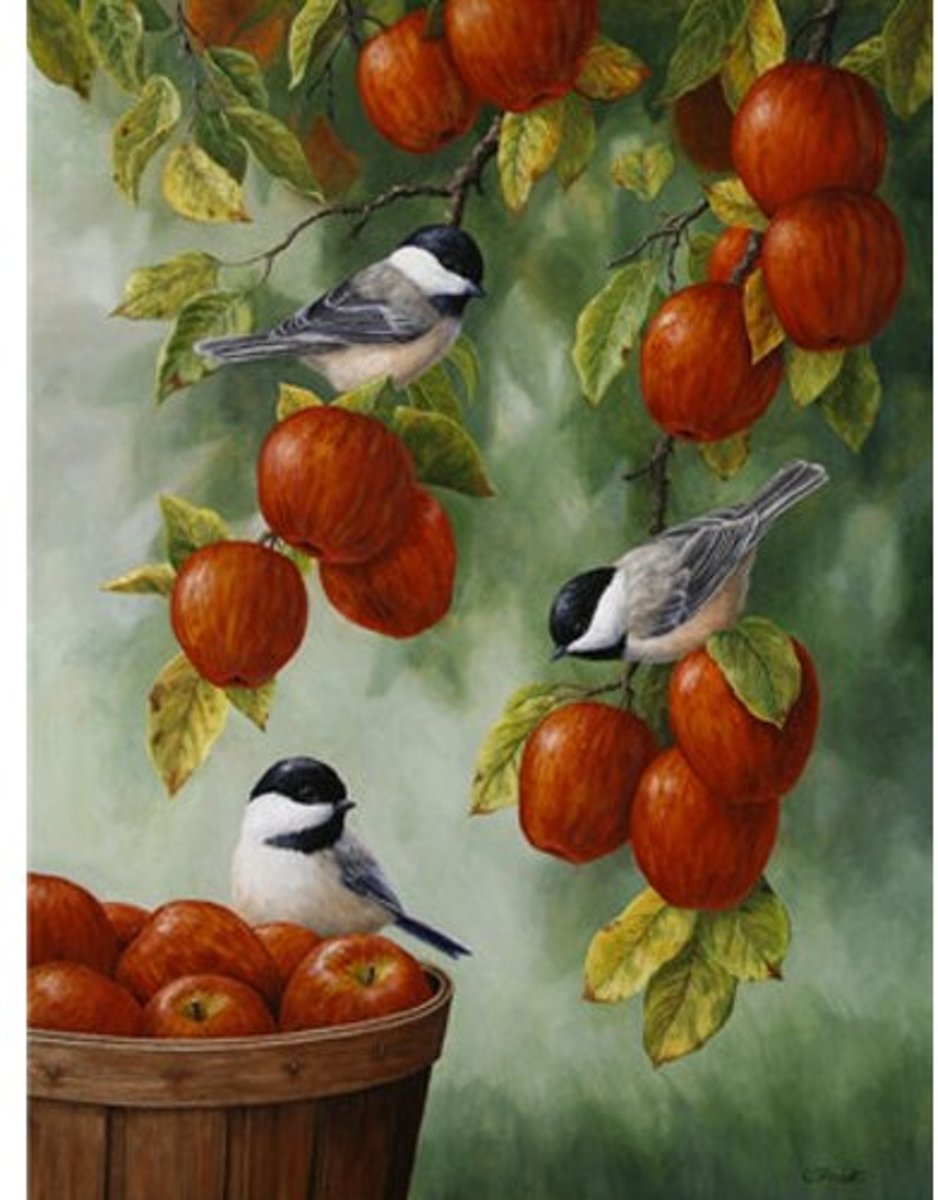 HobbyCave Schilderen Op Nummer - Vogels eten Fruit - Verven Op Nummer - 40x50cm - DIY Pakket - Hobbypakket - Paint By Numbers Nederland - Kinderen - Volwassenen - Nummer Schilderen - Nummer Verven - Verf Op Nummer