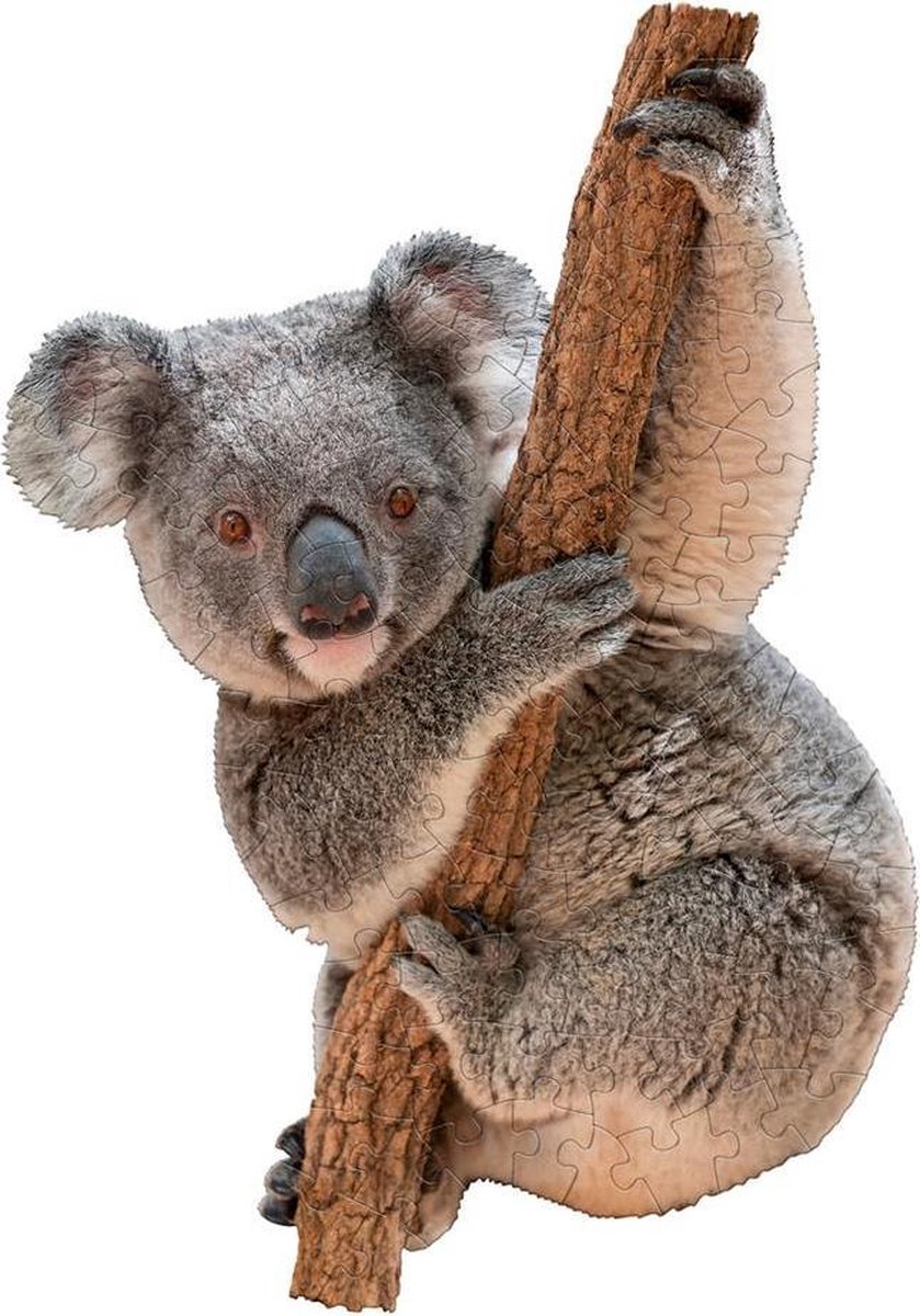 I AM Lil Puzzle Jr.: KOALA 53,43x76,11cm, 100pcs, in doos 29.21x24.13x7.62cm, Madd Capp Puzzle, 5+