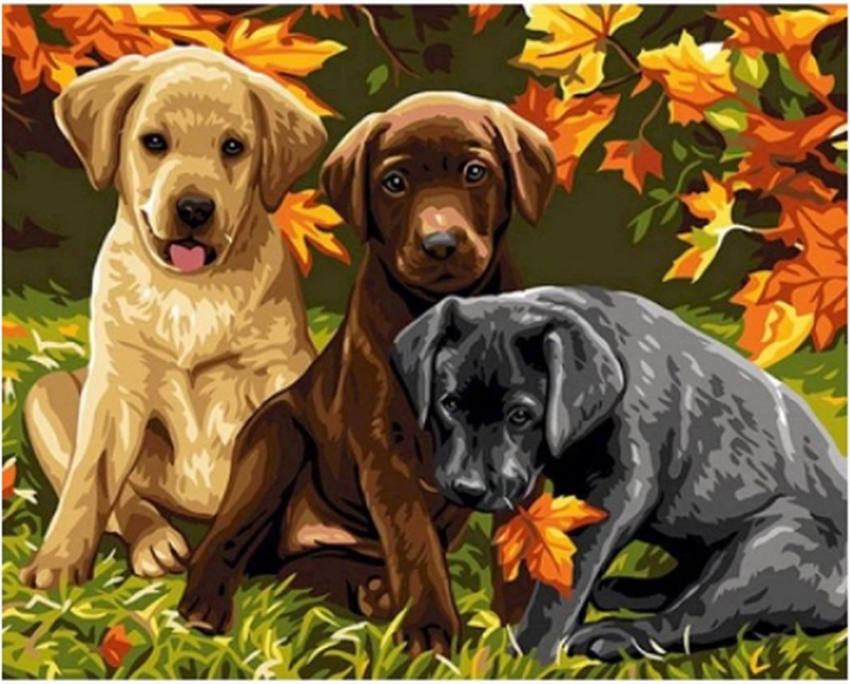 Schilderen op nummer Labrador Puppies 40x50cm (Color Canvas)