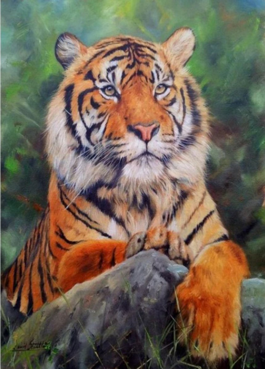 Diamond Painting - Tijger - Tiger - 20 x 30 cm