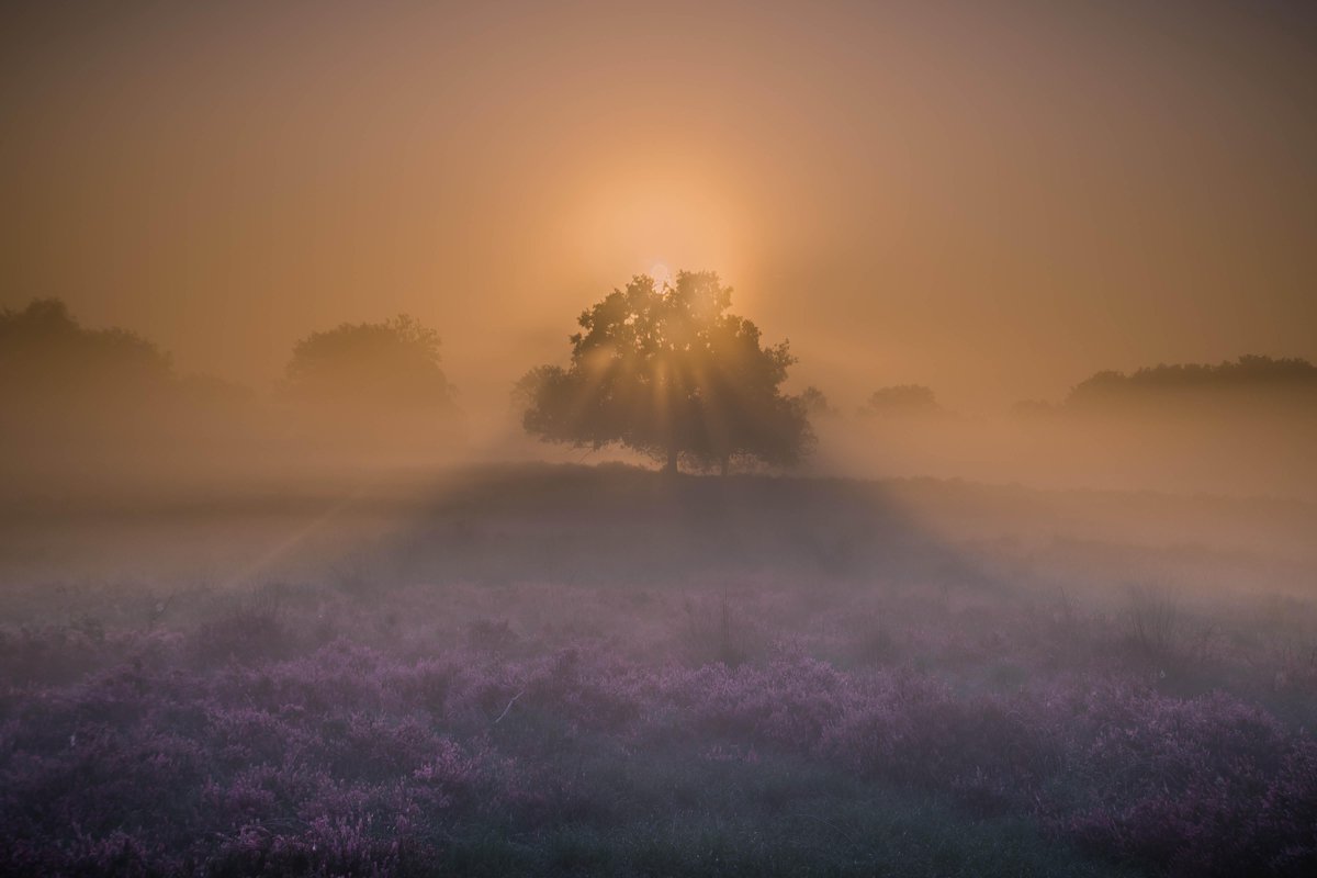 Diamond Painting - Kampina Paarse Heide Zonsopgang - 60x90 cm (Volledige Bedekking) - Inclusief premium tools - Vierkante Steentjes