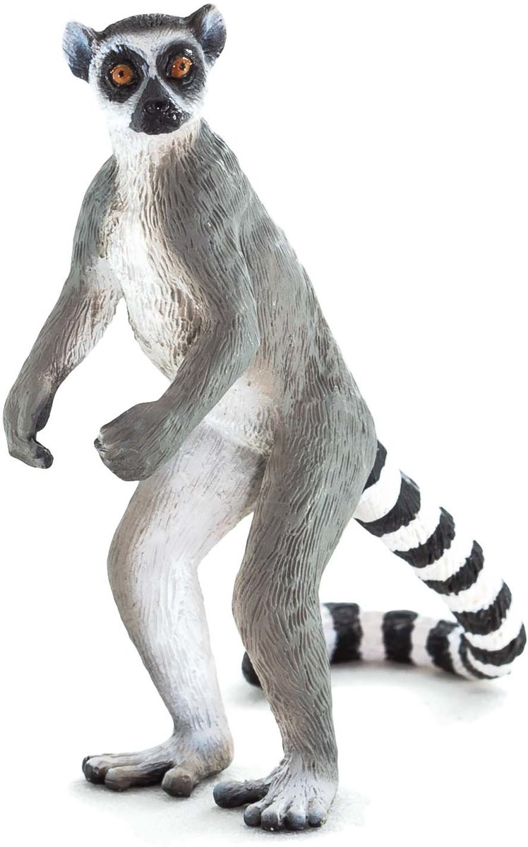 Ringtail Lemur