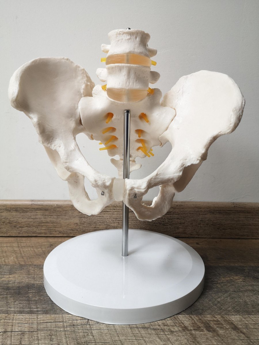 Anatomisch model BEKKEN-HEUP-SKELET- anatomie