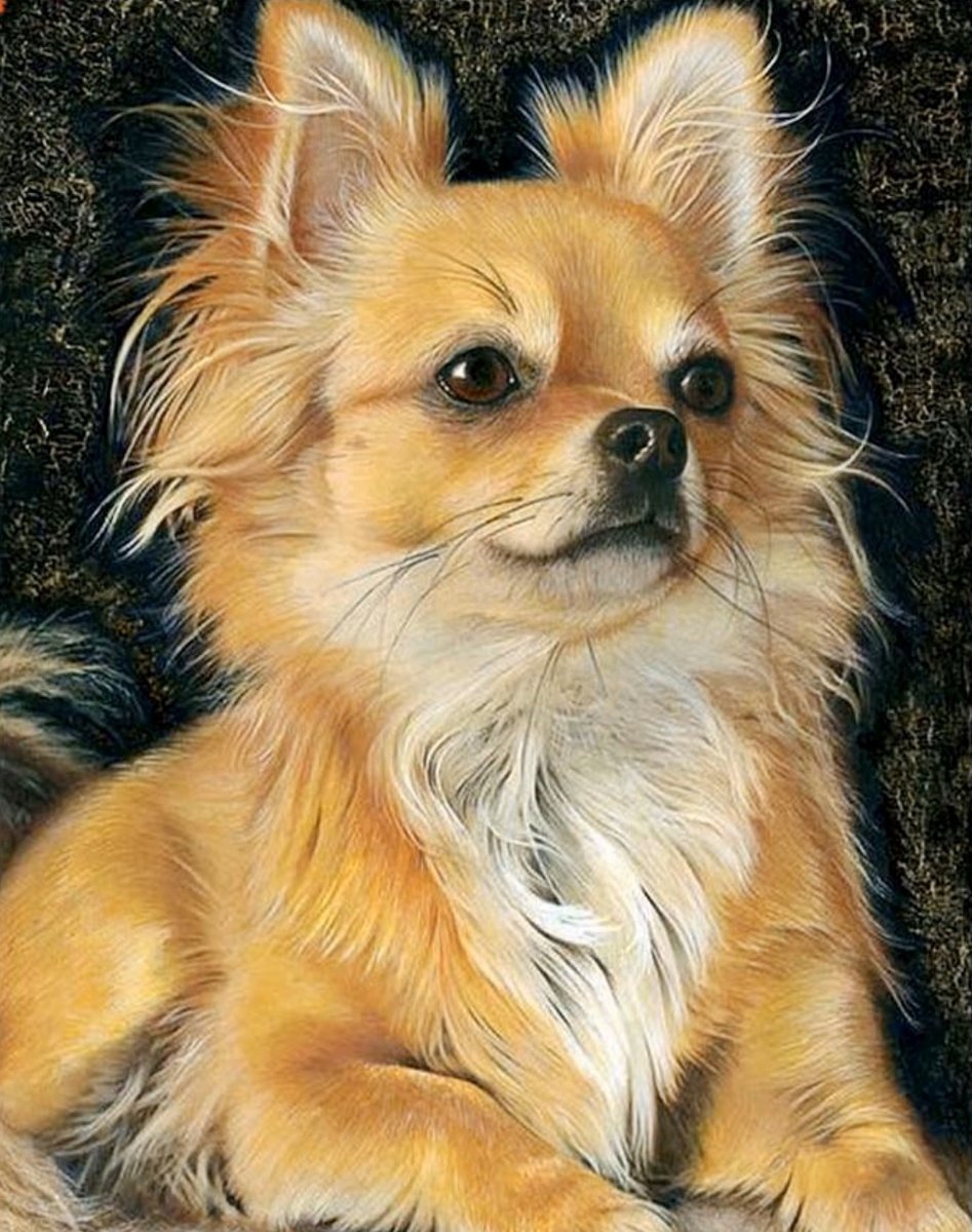 Chihuahua – 30x40cm - VIERKANT – HQ Diamond Painting - volledig dekkend - Diamant Schilderen – voor Volwassenen – dieren – hond