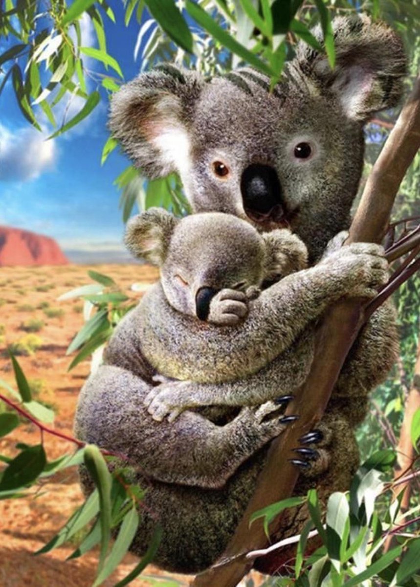 Koala beer  - 30x40cm - VIERKANT – HQ Diamond Painting volledig dekkend - Diamant Schilderen  voor Volwassenen – dieren