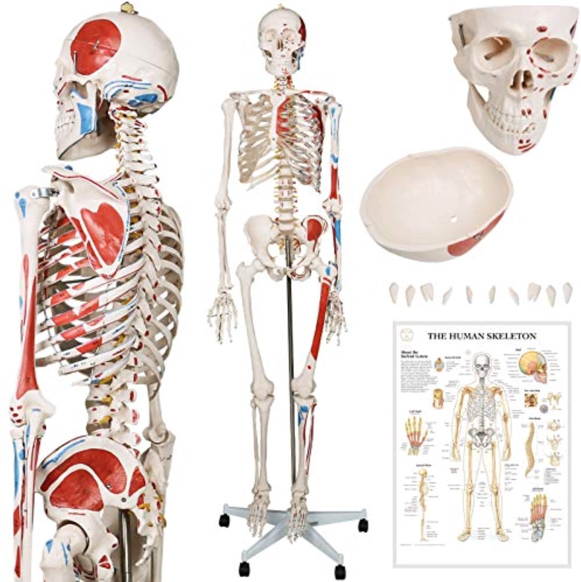 Miadomodo skelet anatomie – skelet – anatomie – inclusief spier aanduiding – levensgroot  – hoogte 182 cm – inclusief anatomie poster – verrijdbaar – compleet model