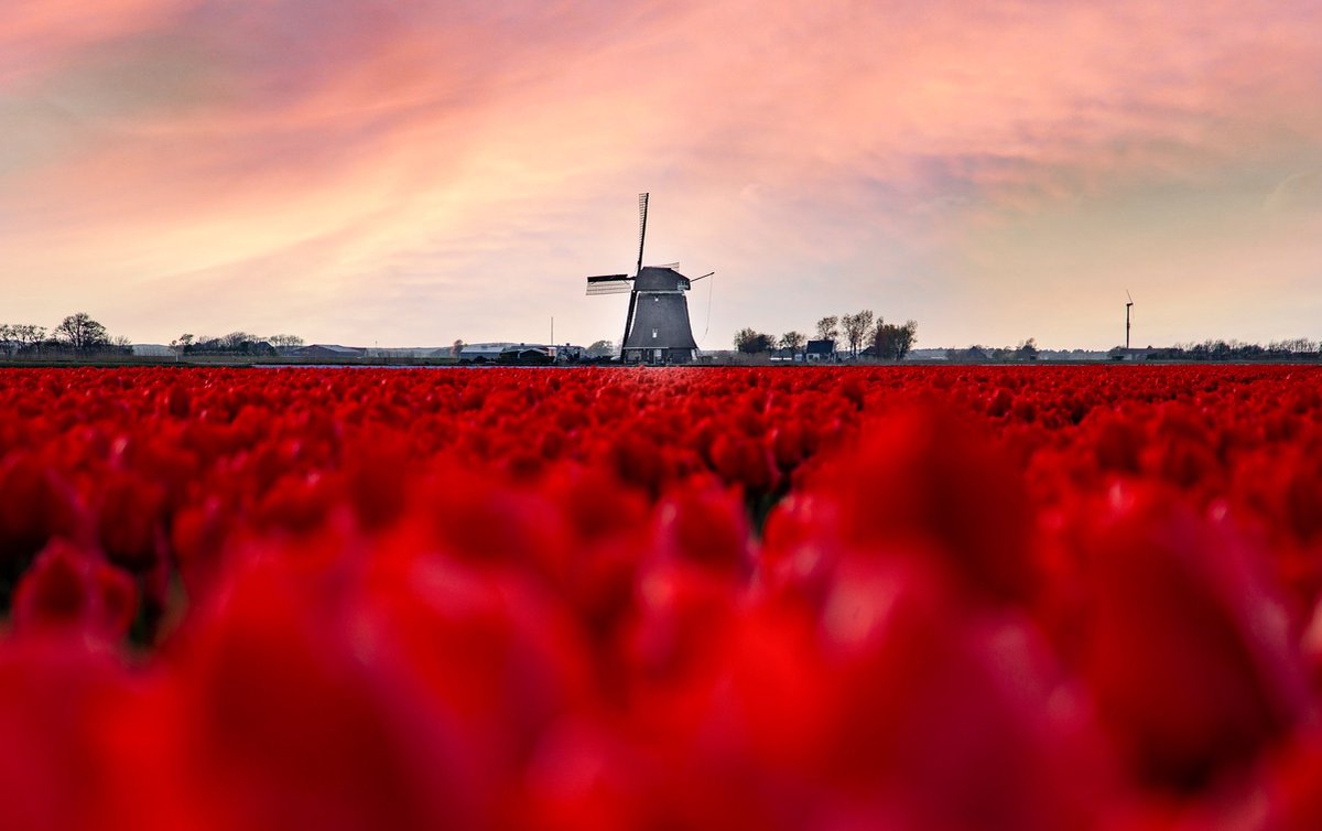 Diamond Painting Pakket - Tulpenveld en Molen - 50x40 cm - Complete Set - Volledige Bedekking - Ronde Steentjes