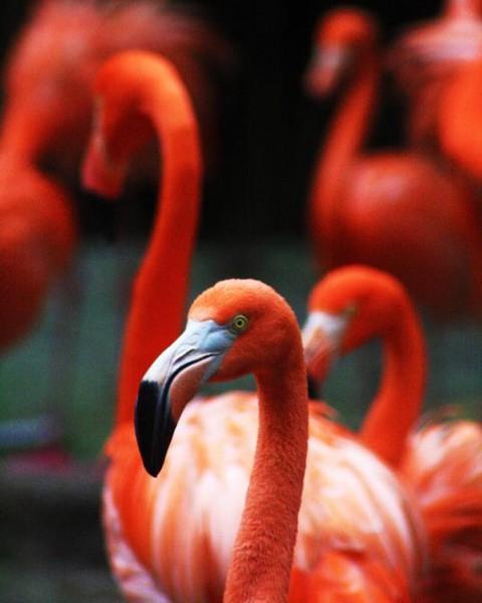 Full Diamond Painting Volwassenen  - Ronde Steentjes  - Volledig Pakket  - Hobby  - Dieren - Flamingos  50x40 cm