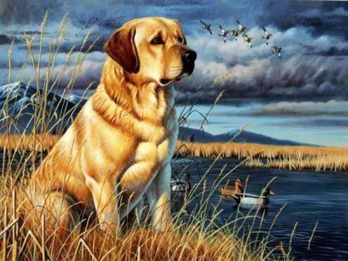 Full Diamond Painting Volwassenen  - Ronde Steentjes  - Volledig Pakket  - Hobby  - Dieren - Golden Retriever hond in de duinen 30x40 cm