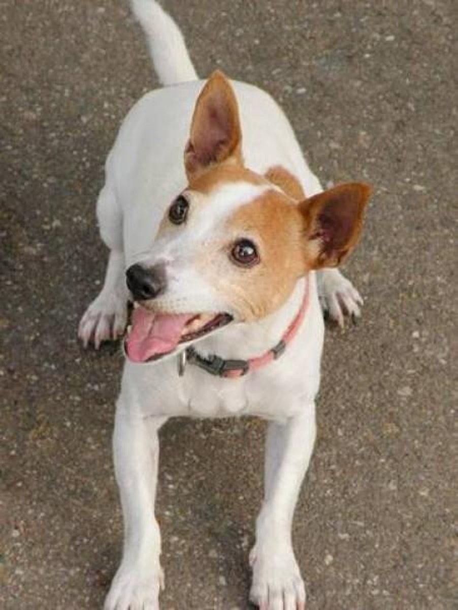 Full Diamond Painting Volwassenen  - Ronde Steentjes  - Volledig Pakket  - Hobby  - Dieren - Lief Jack Russel hondje  30x40 cm