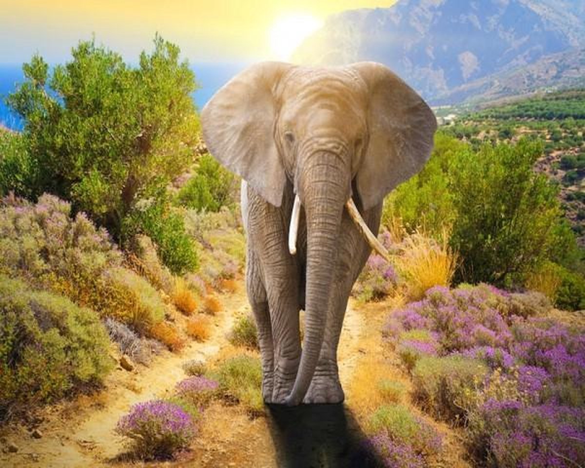 Full Diamond Painting Volwassenen  - Ronde Steentjes  - Volledig Pakket  - Hobby  - Dieren - Olifant in Natuur Landschap 40x30cm