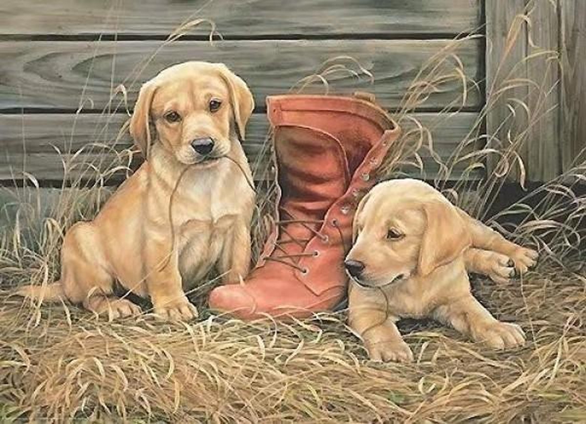 Full Diamond Painting Volwassenen  - Ronde Steentjes  - Volledig Pakket  - Hobby  - Dieren - Puppys bij een oude schoen 30x40 cm