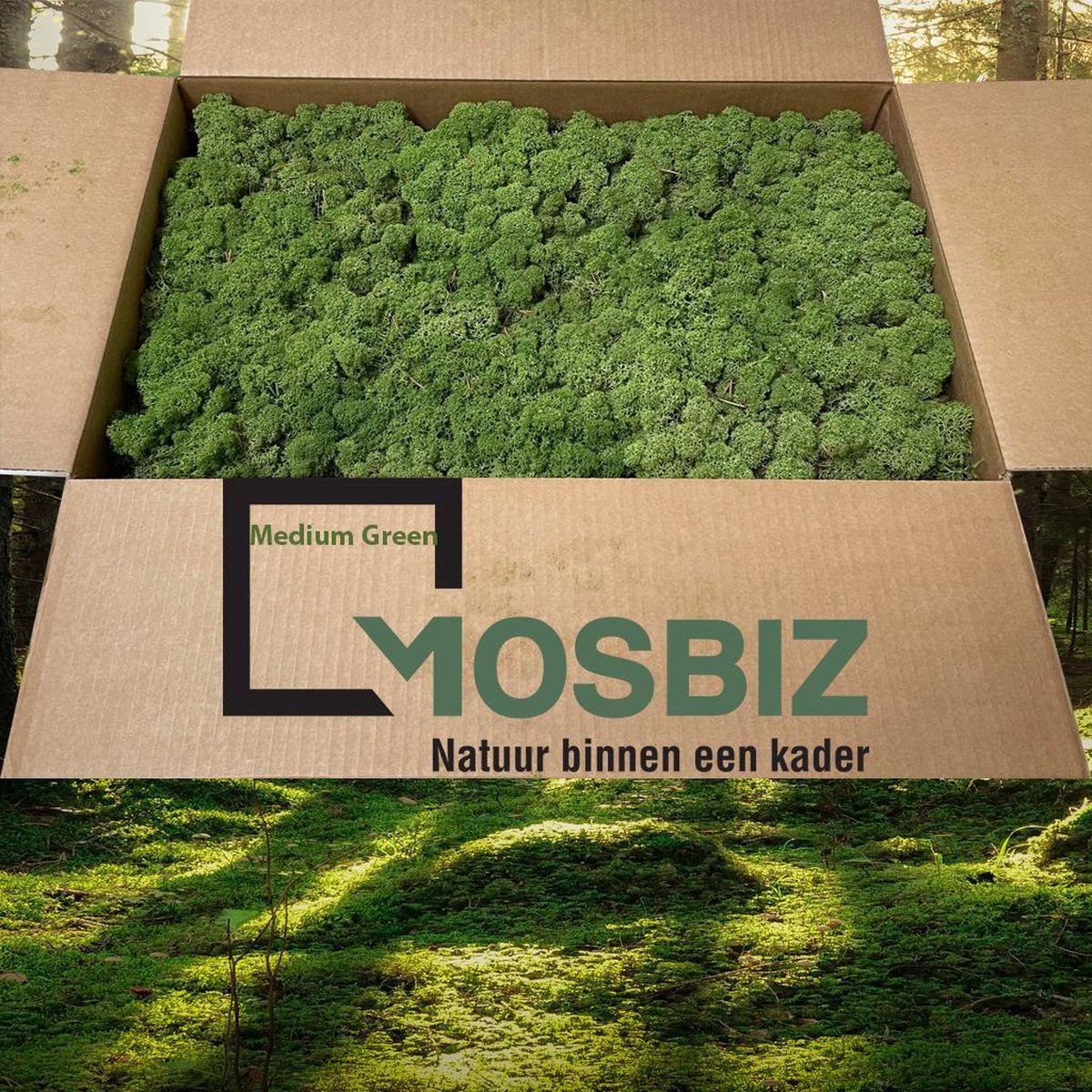 MosBiz Rendiermos Midden groen 2 laags (2,6 kilo) voor decoraties, schilderijen en mos wanden