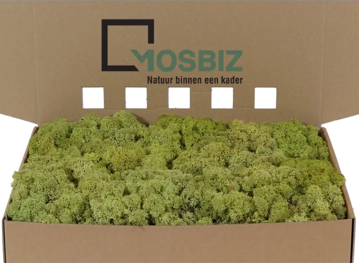 MosBiz Rendiermos Old Green per 1000 gram voor decoraties en mosschilderijen