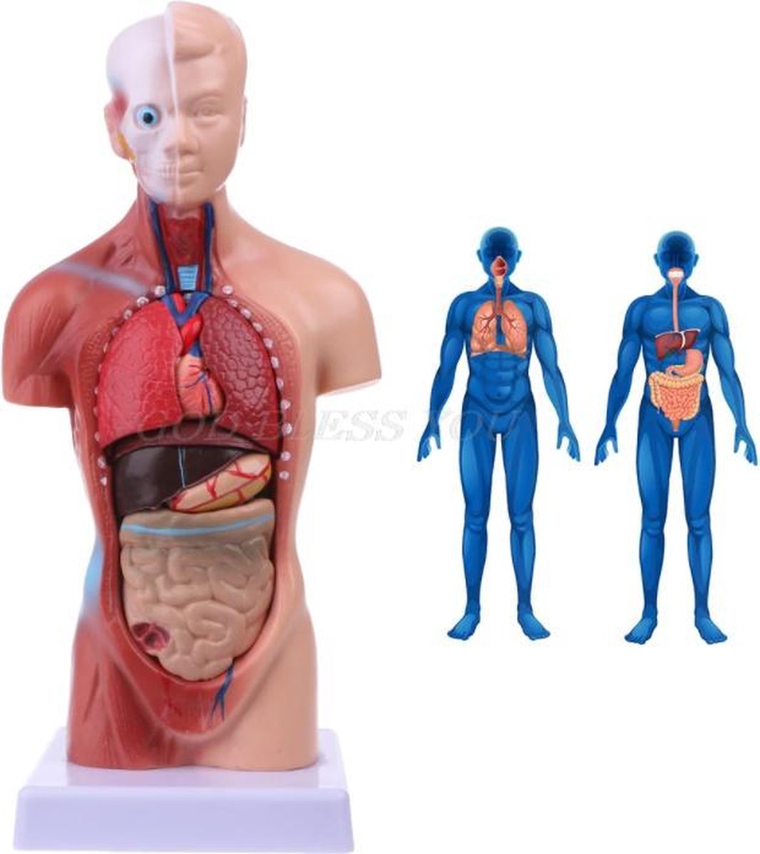 Torso menselijk lichaam met uitneembare organen - Anatomie model torso met organen 15-delig - Anatomisch model - 28 cm hoog