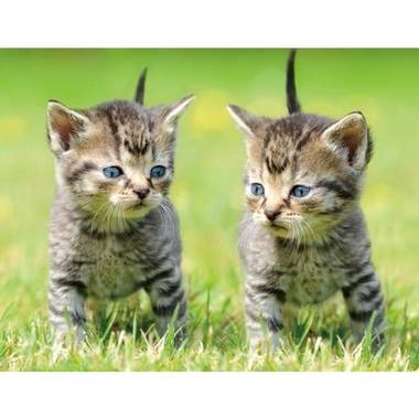 Dieren magneet 3d 2 kittens