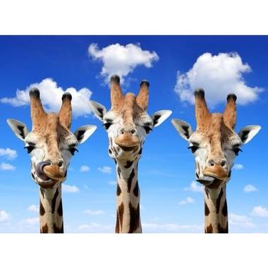 Dieren magneet 3d giraffes